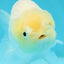 😙 Baby Pompoms Lemonhead Lionchu Male 3.5 inches #0301LC_01