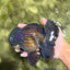 TOOTHLESS AAA Grade Calico Oranda Female 6 inches #100226OR_35