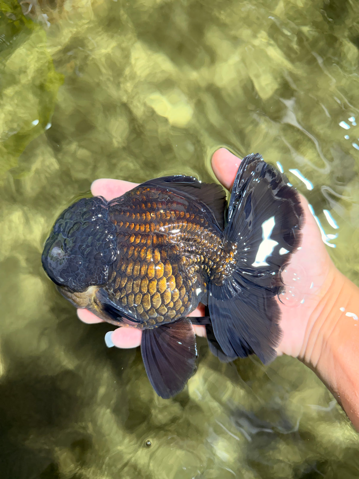 TOOTHLESS AAA Grade Calico Oranda Female 6 inches #100226OR_35