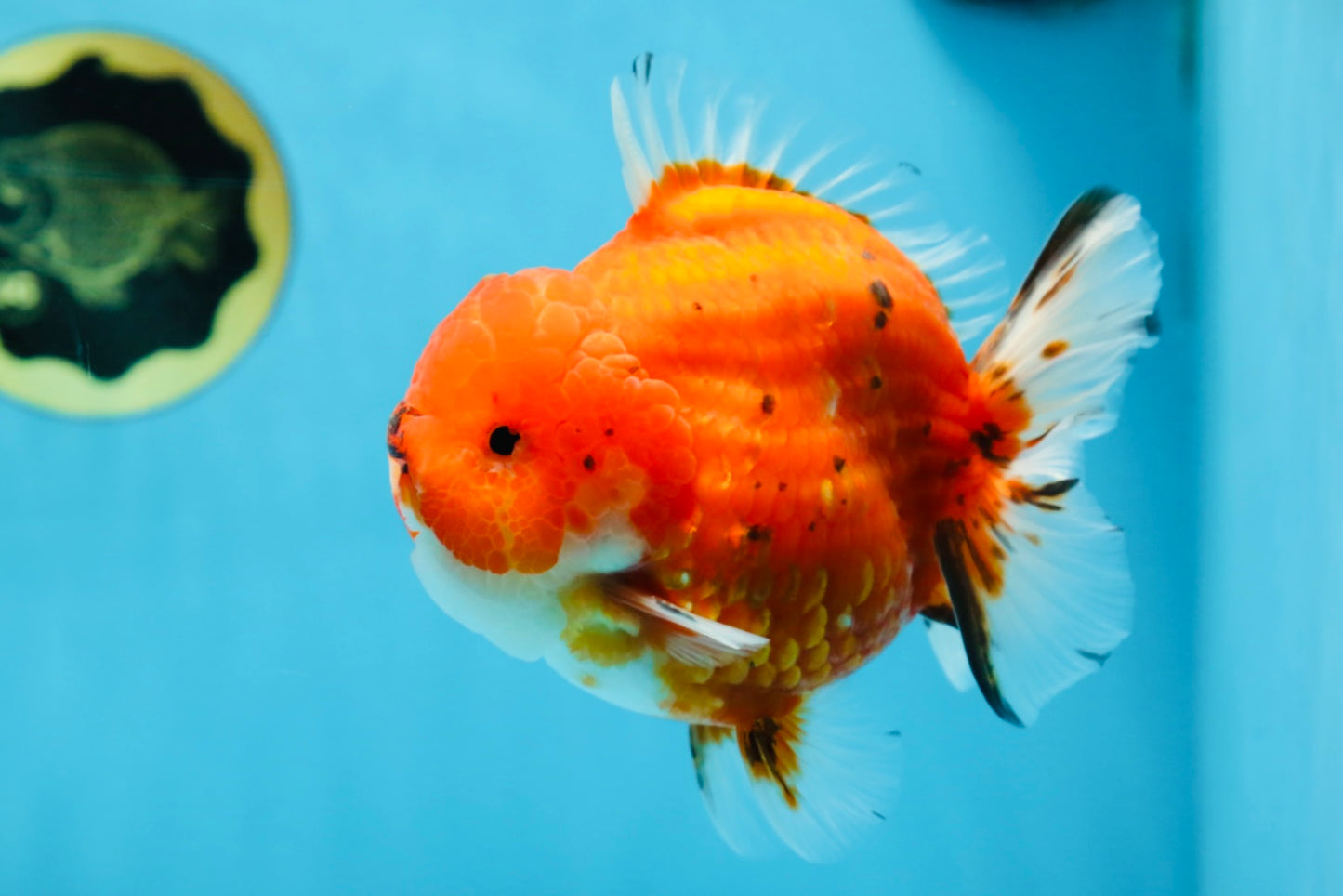 AAA Grade Godzilla Sakura Yuanbao Male 5 inches #080125YB_13