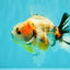 A Grade Sanke Oranda Male 4.5-5 inches #082126OR_25