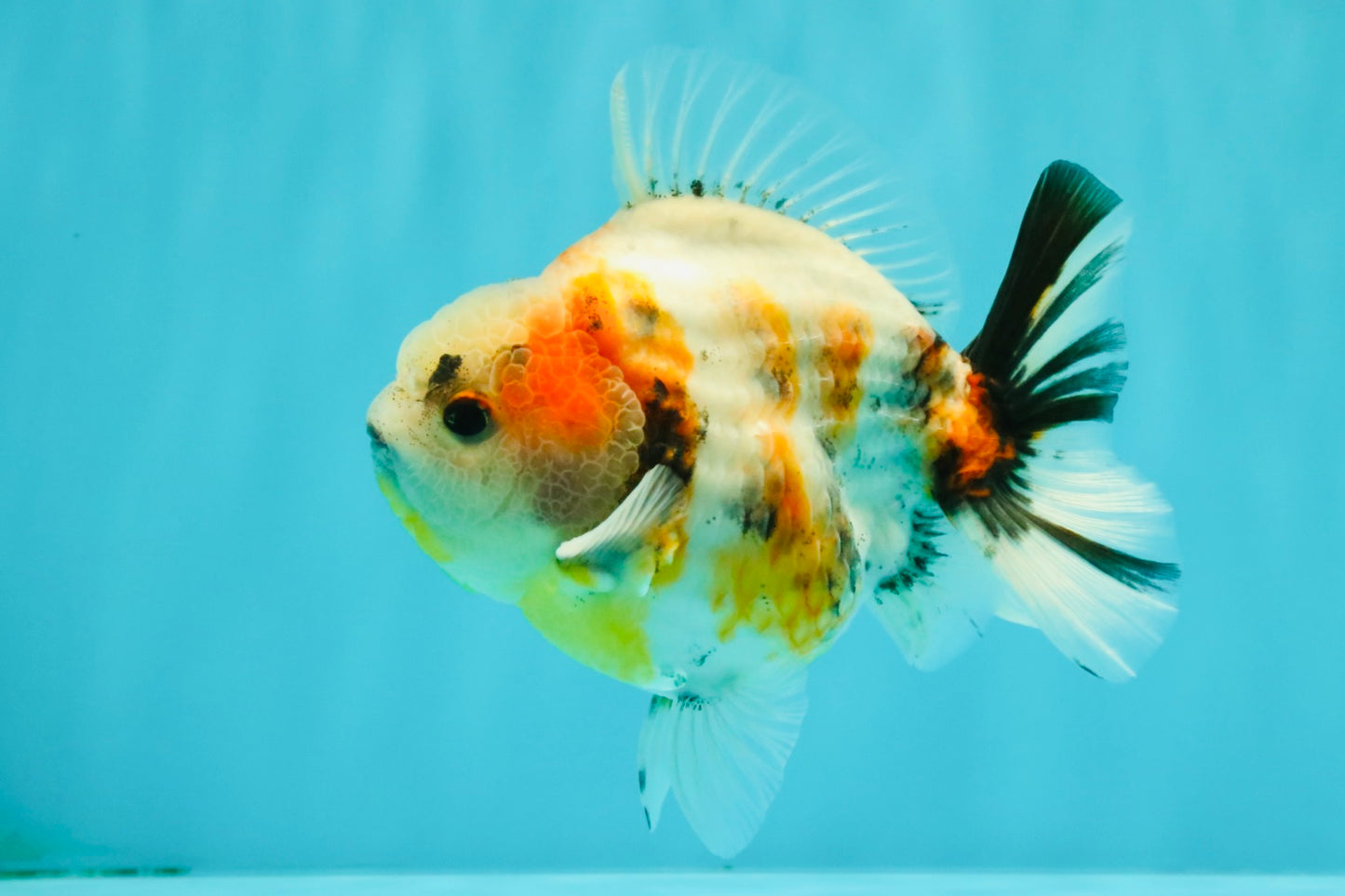 A Grade Sanke Oranda Male 4.5-5 inches #082126OR_25