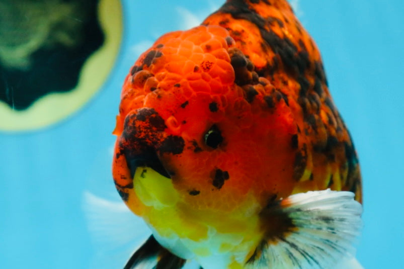 AAA Grade Young Godzilla Tiger Oranda Male 6 inches #080125OR_11