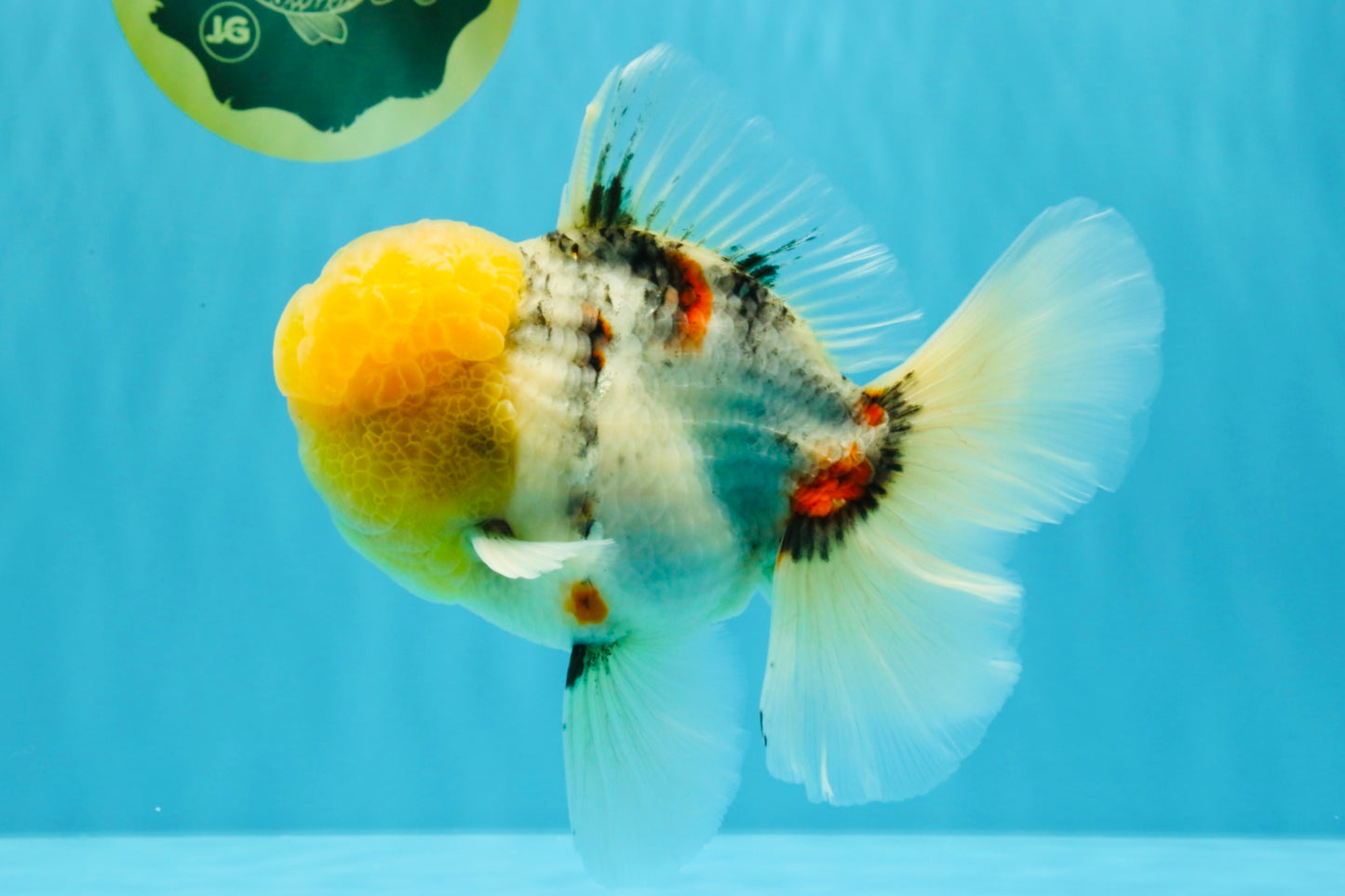 AAA Grade Marble Oranda Male 6.5 inches #022026OR_07
