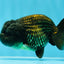 Fluffy Black Lionchu Male 4-4.5 inches #1103LC_23