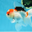 A Grade Tricolor Gem Oranda Male 5-5.5 inches #020725OR_29