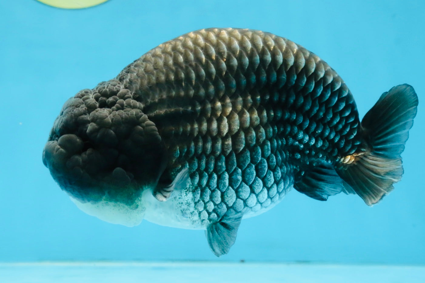 FLUFFY WEN A Grade Black Blue LionKing 5.5 inches #110725LC_16