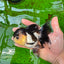 Panda de ojos de botón de grado AAA Oranda hembra de 5 pulgadas n.º 0913OR_16