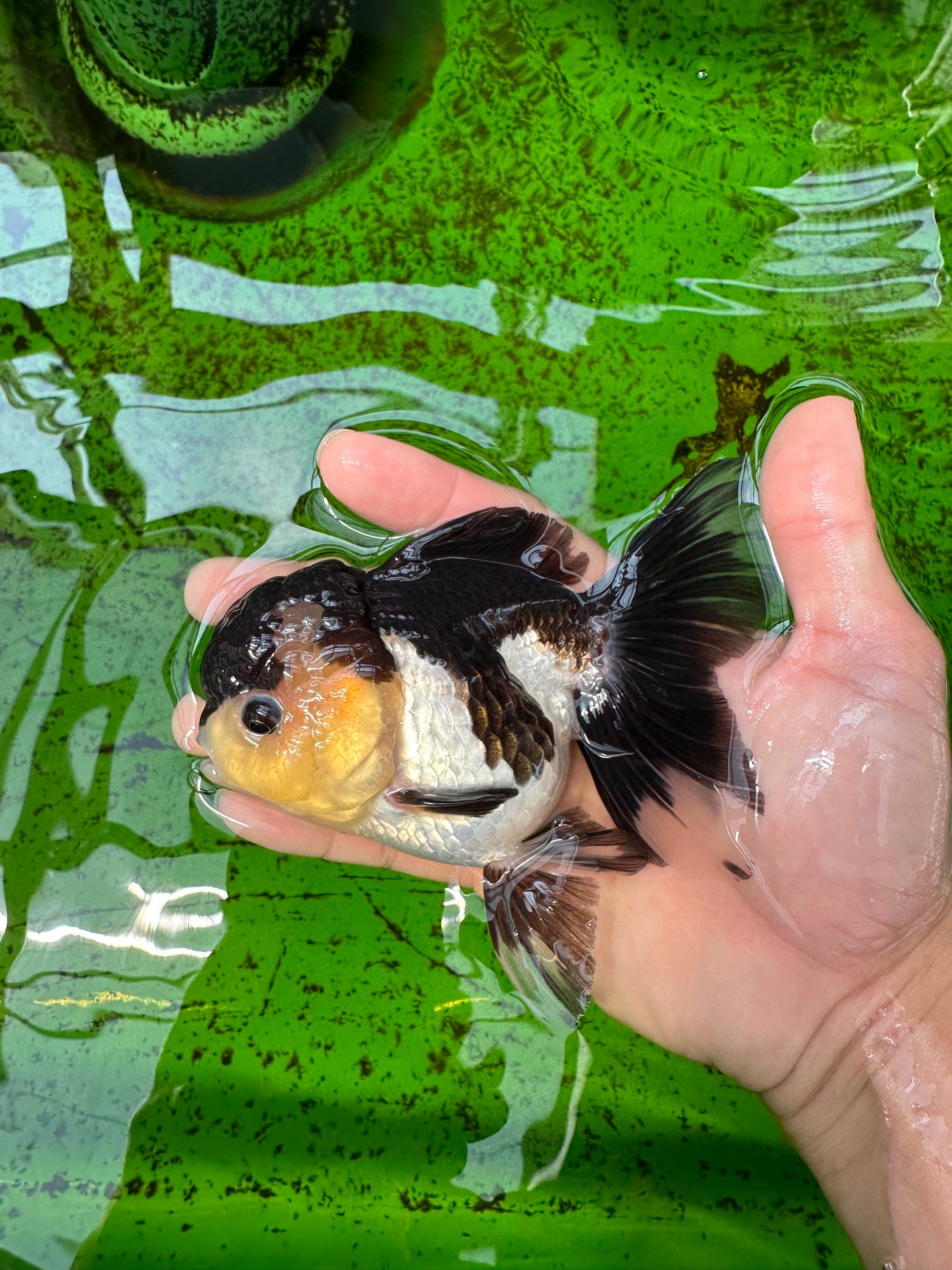 Panda de ojos de botón de grado AAA Oranda hembra de 5 pulgadas n.º 0913OR_16