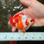 A Grade Red White Ryukin Female 4 inches #050126RK_03