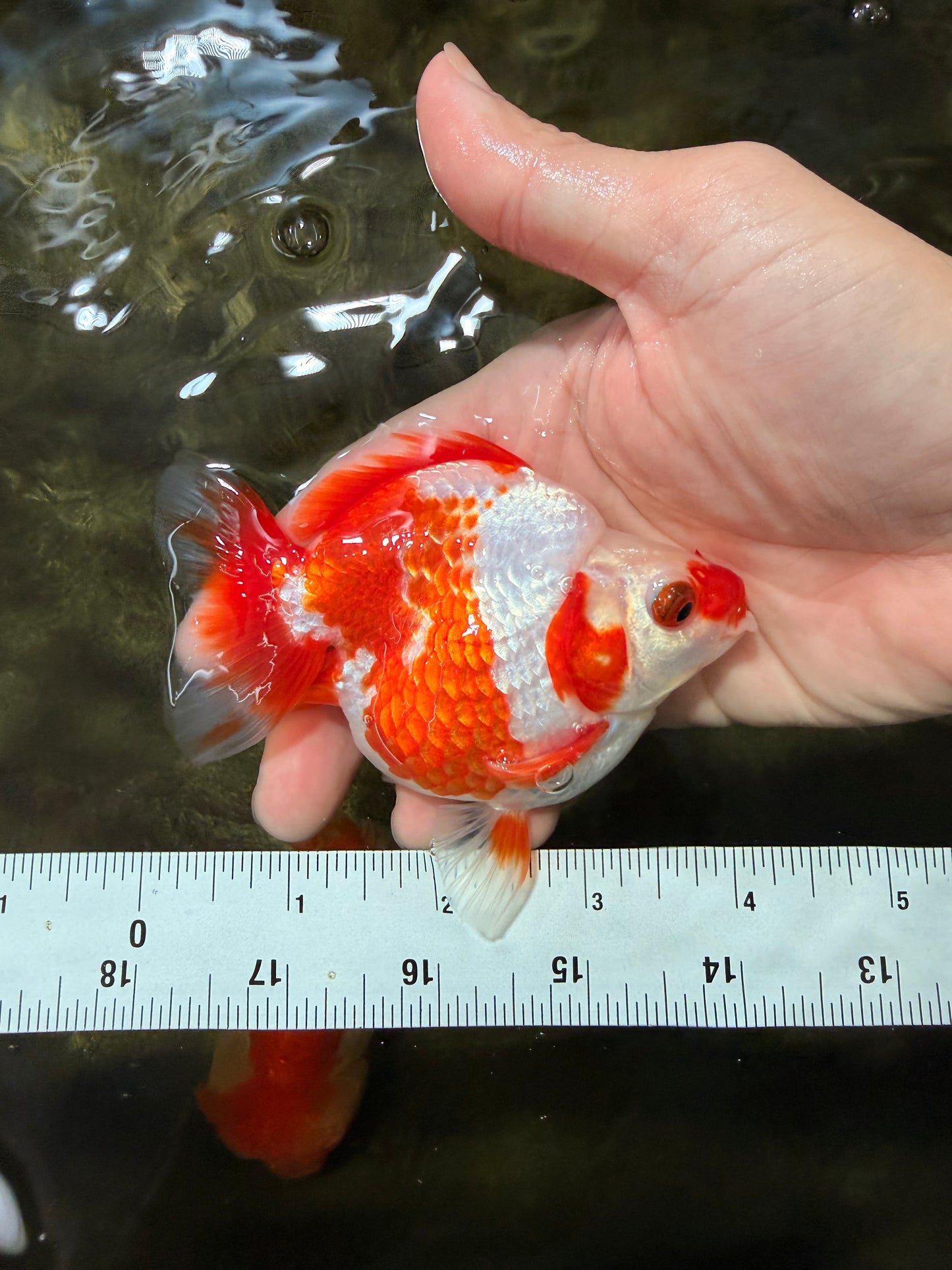 A Grade Red White Ryukin Female 4 inches #050126RK_03
