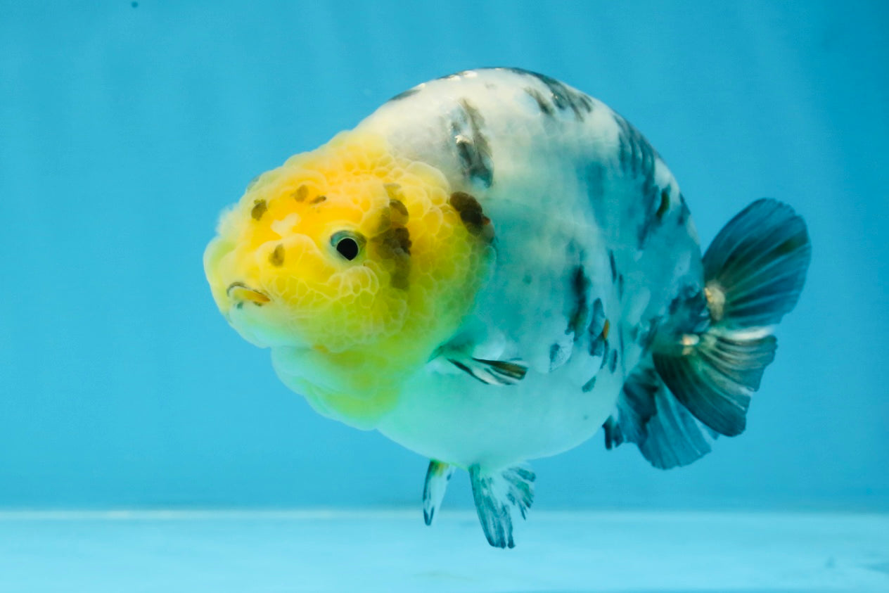 SPECIAL AAA Grade Chinese White Tiger Base Ranchu Female 4.5 inches #101725RC_20