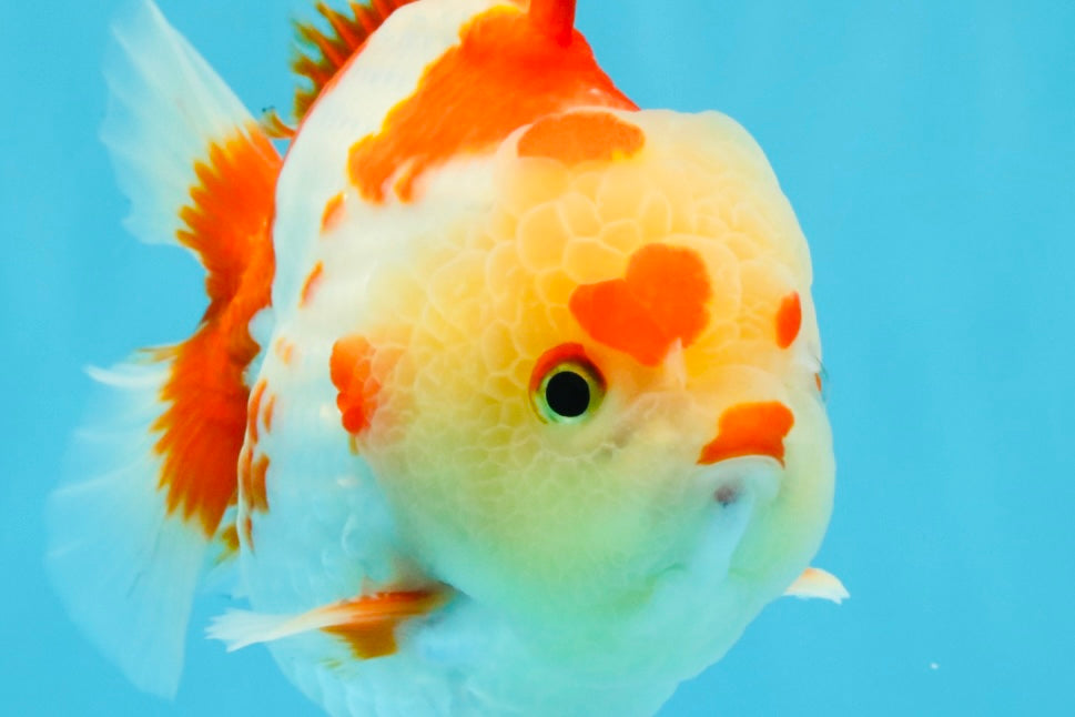 SUPER Cutie AAA Grade Red White Yuanbao Male 5 inches #032726YB_01