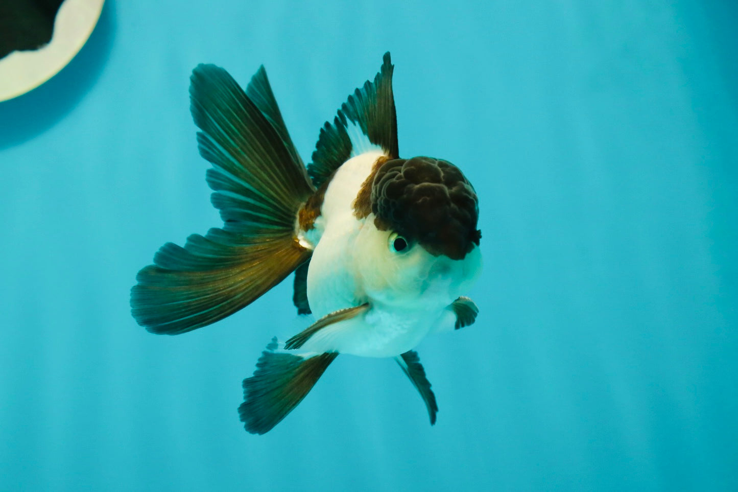 Panda Oranda Male 3.5 inches #102524OR_21