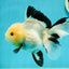 A Grade Fluffy Wen Panda Oranda Female 5-5.5 inches #110824OR_03