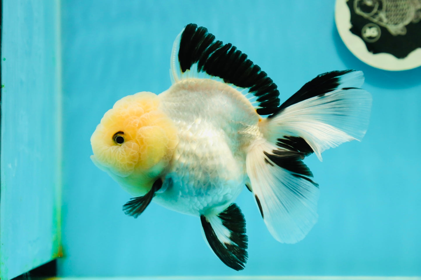 A Grade Fluffy Wen Panda Oranda Female 5-5.5 inches #110824OR_03