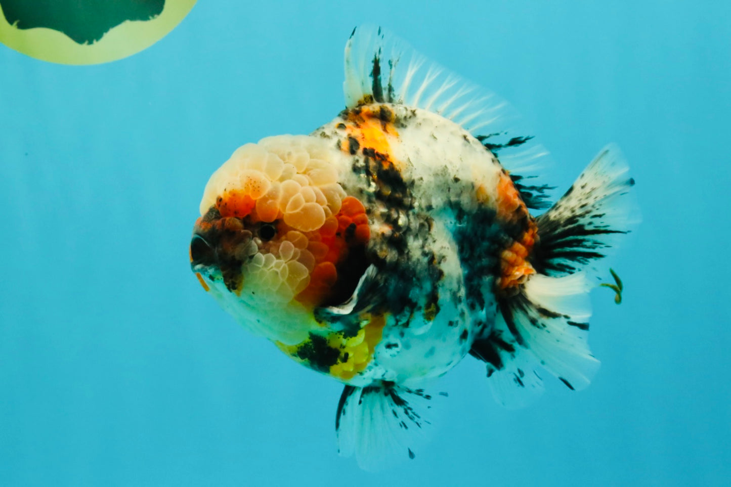 FLUFFY AAA Grade Marble Calico Yuanbao Male 5.5-6 inches #032026YB_20