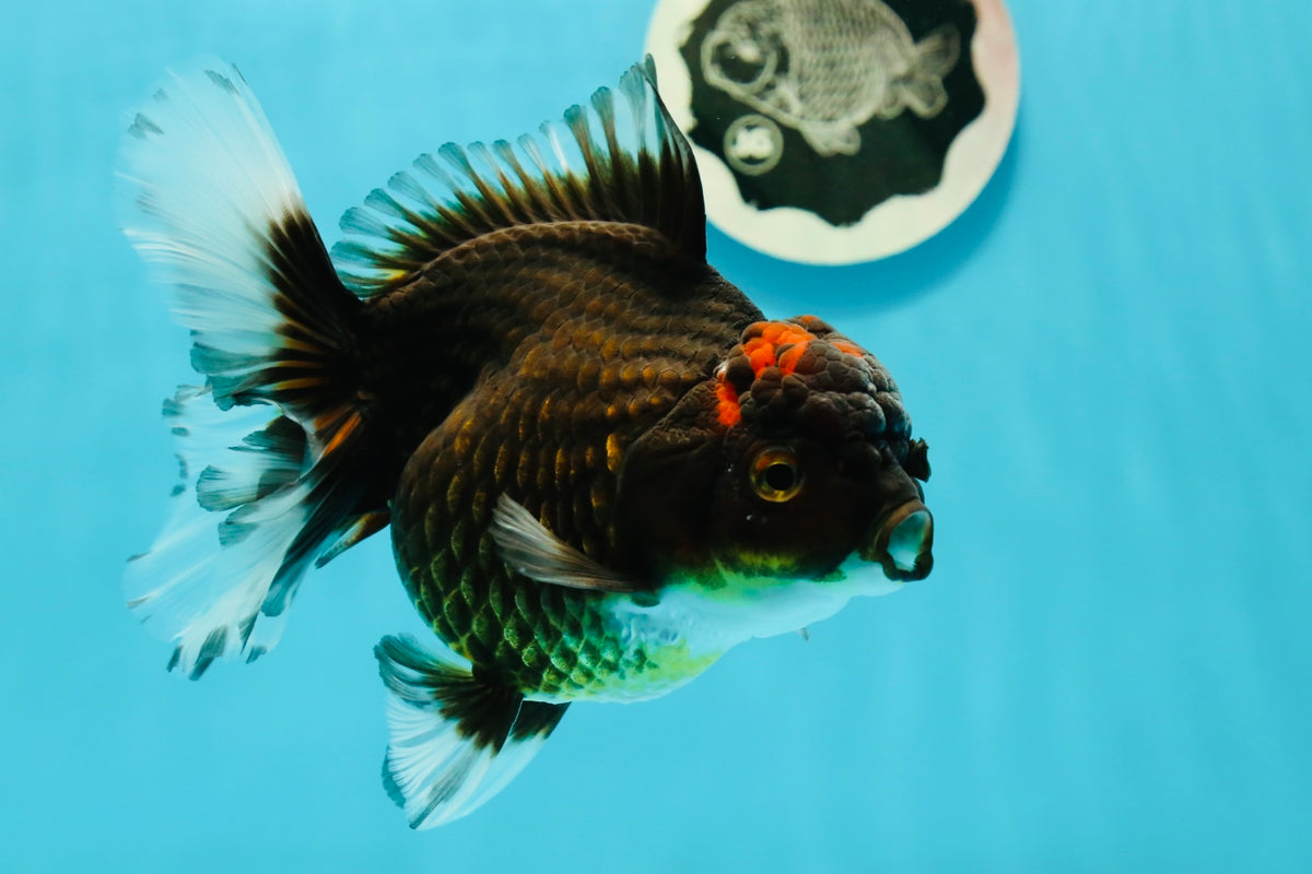 New Arrivals – Page 2 – Jimmy Goldfish
