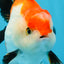 CHONKY A Grade Tricolor Yuanbao Male 4.5 inches #110725YB_06