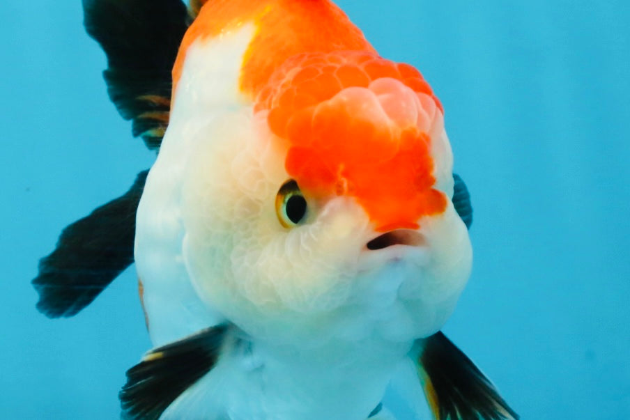 CHONKY A Grade Tricolor Yuanbao Male 4.5 inches #110725YB_06