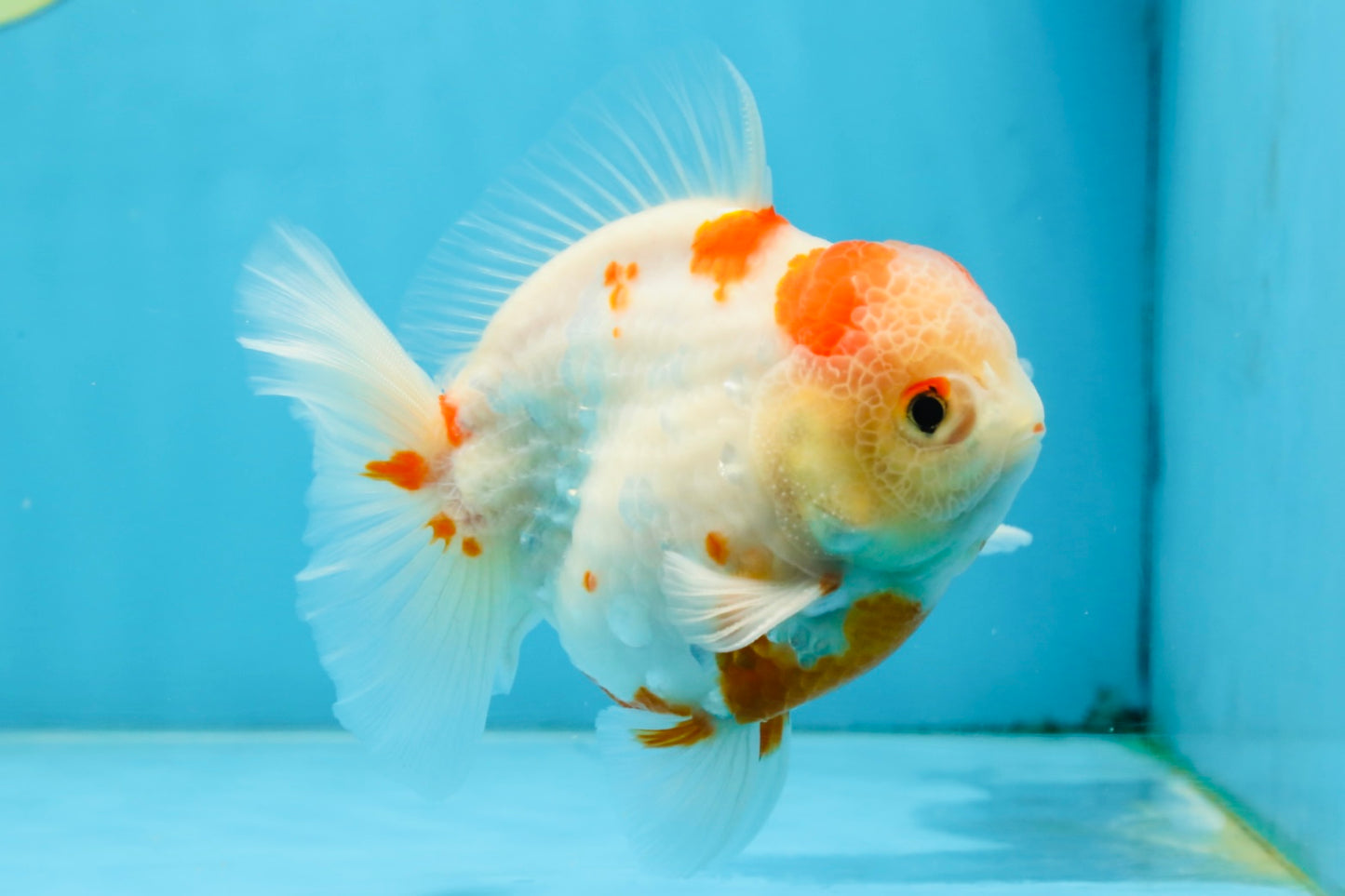 AAA Grade Sakura Kohaku Yuanbao Male 4.5 inches #101025YB_30