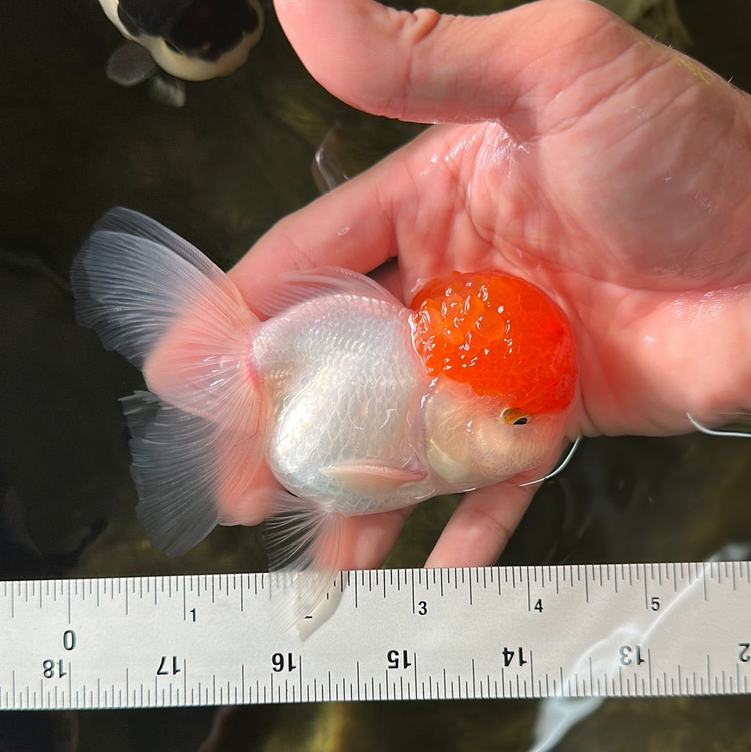 A Grade Tomato Head Oranda Male 4-4.5 inches #0915OR_11