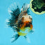 AAA Grade Chonky Kirin Oranda Male 6 inches #053025OR_26