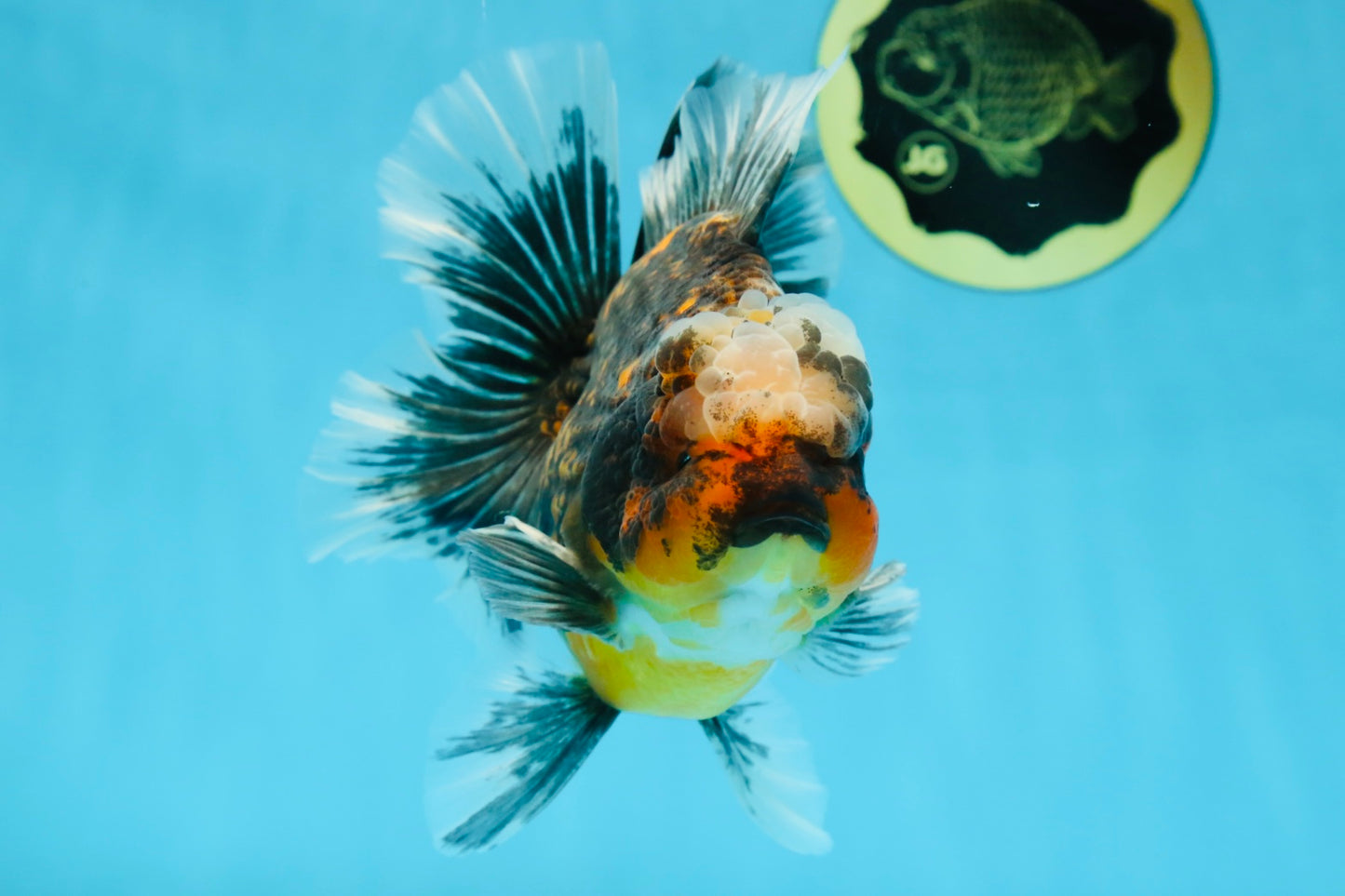 AAA Grade Chonky Kirin Oranda Male 6 inches #053025OR_26