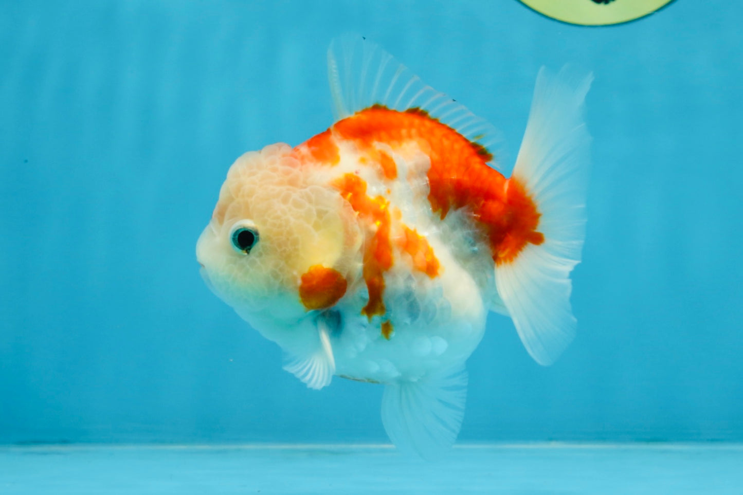 A Grade Sakura Yuanbao Female 4 inches #103125YB_06