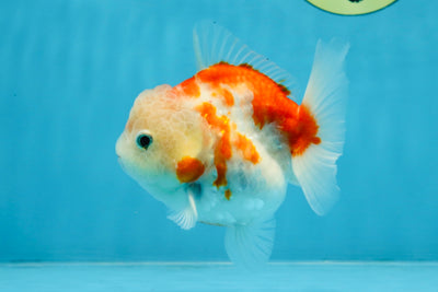 A Grade Sakura Yuanbao Female 4 inches #103125YB_06