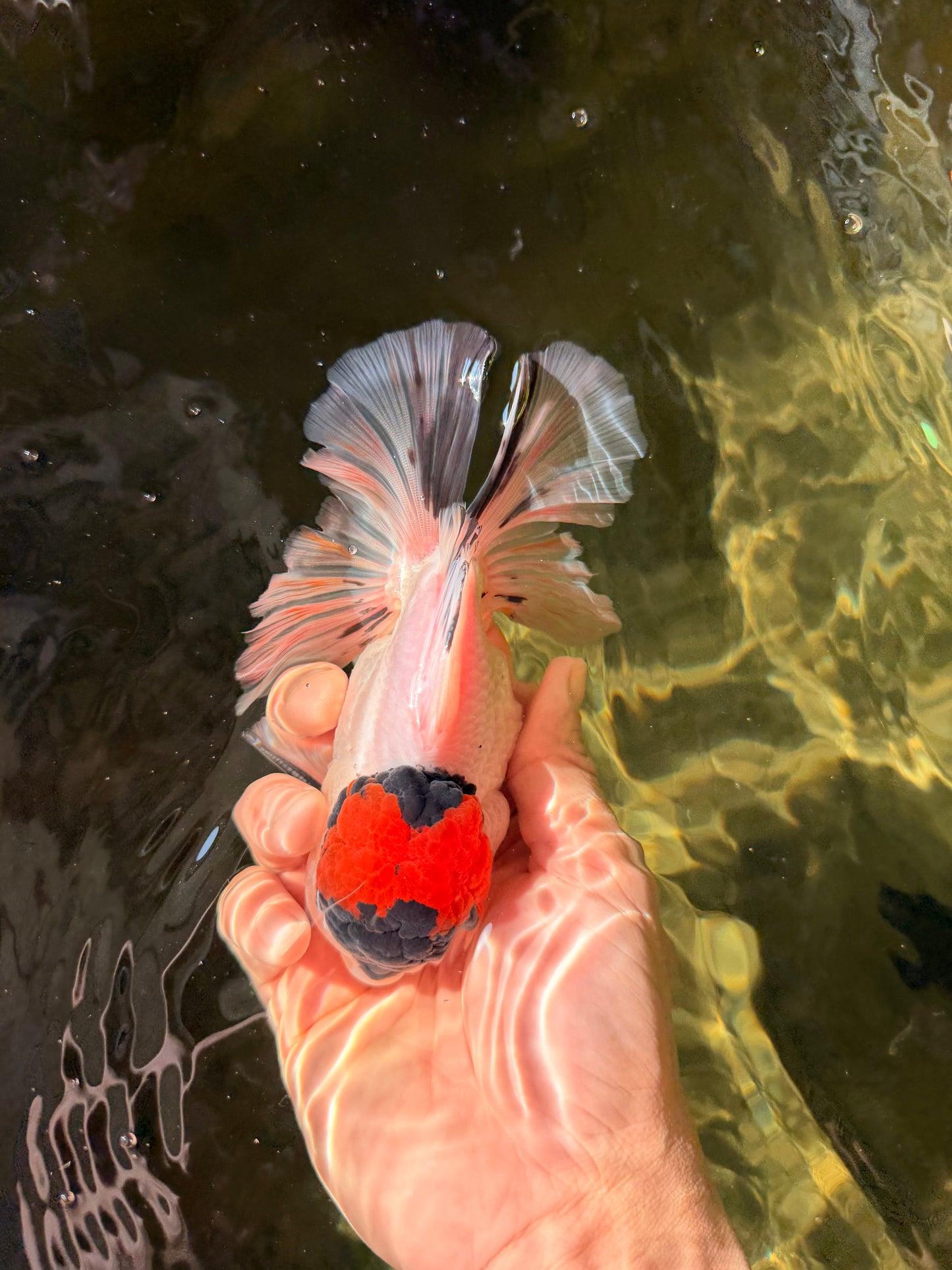 A Grade Tricolor Oranda Male 5.5 inches #030626OR_21