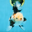 A Grade Tricolor Oranda Female 5-5.5 inches #081525OR_29