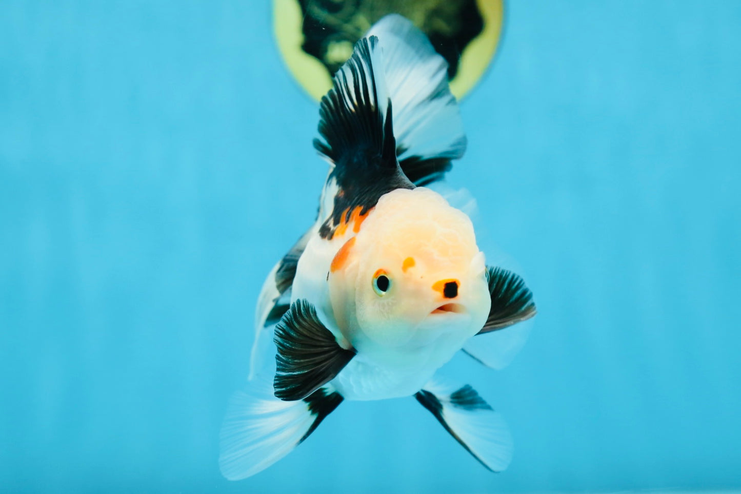 A Grade Tricolor Oranda Female 5-5.5 inches #081525OR_29