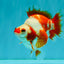 A Grade Red White Ryukin Female 4 inches #050126RK_03