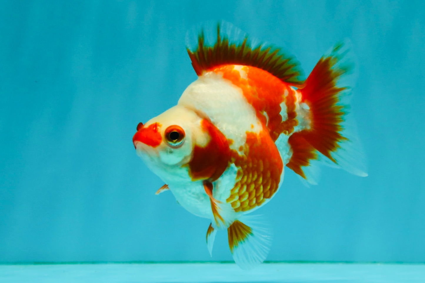 A Grade Red White Ryukin Female 4 inches #050126RK_03