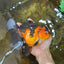 AAA Grade Godzilla Apache Oranda Female 6.5 inches #081525OR_13