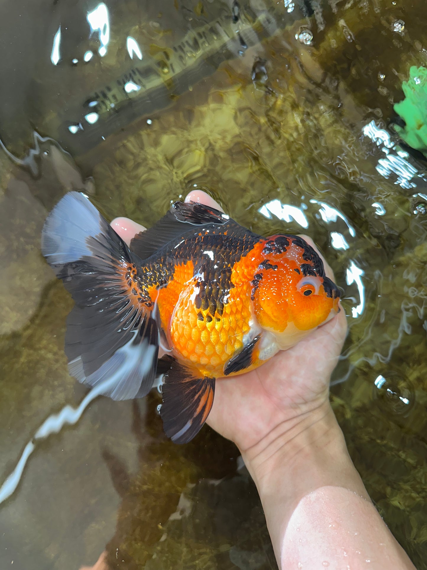 AAA Grade Godzilla Apache Oranda Female 6.5 inches #081525OR_13