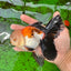 AAA Grade Tricolor Oranda Male 5.5 inches #0830OR_13