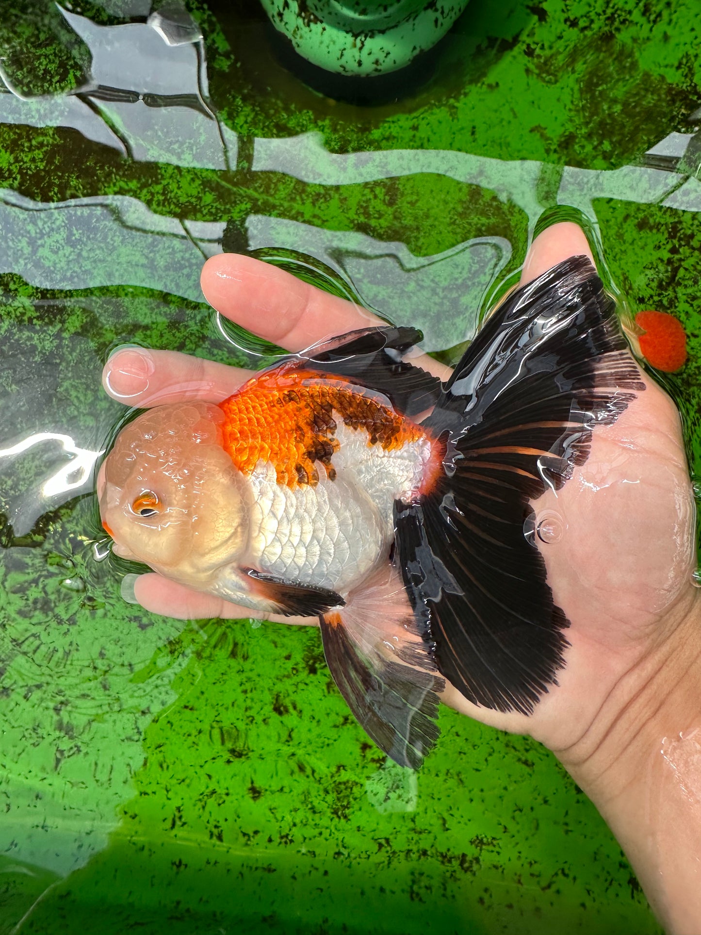 Oranda tricolore mâle de qualité AAA 5,5 pouces #0830OR_13