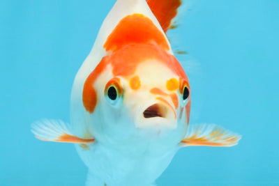 A Grade Red White Ryukin Female 3.5-4 inches #111425RK_04