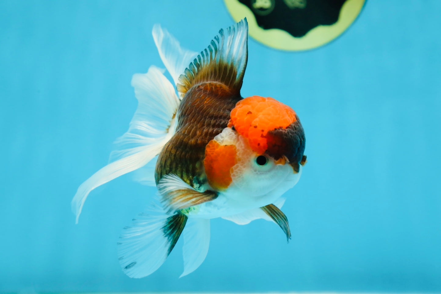 Young Tricolor Oranda Male 4.5 inches #061325_02