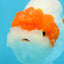 A Grade Chinese Red Head Ranchu Female 4.5 inches #101725RC_13