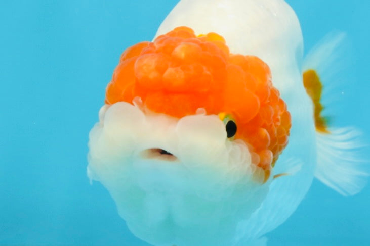 A Grade Chinese Red Head Ranchu Female 4.5 inches #101725RC_13