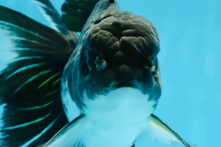 A Grade Fluffy Tail Panda Oranda Male 6.5 inches #010325OR_14