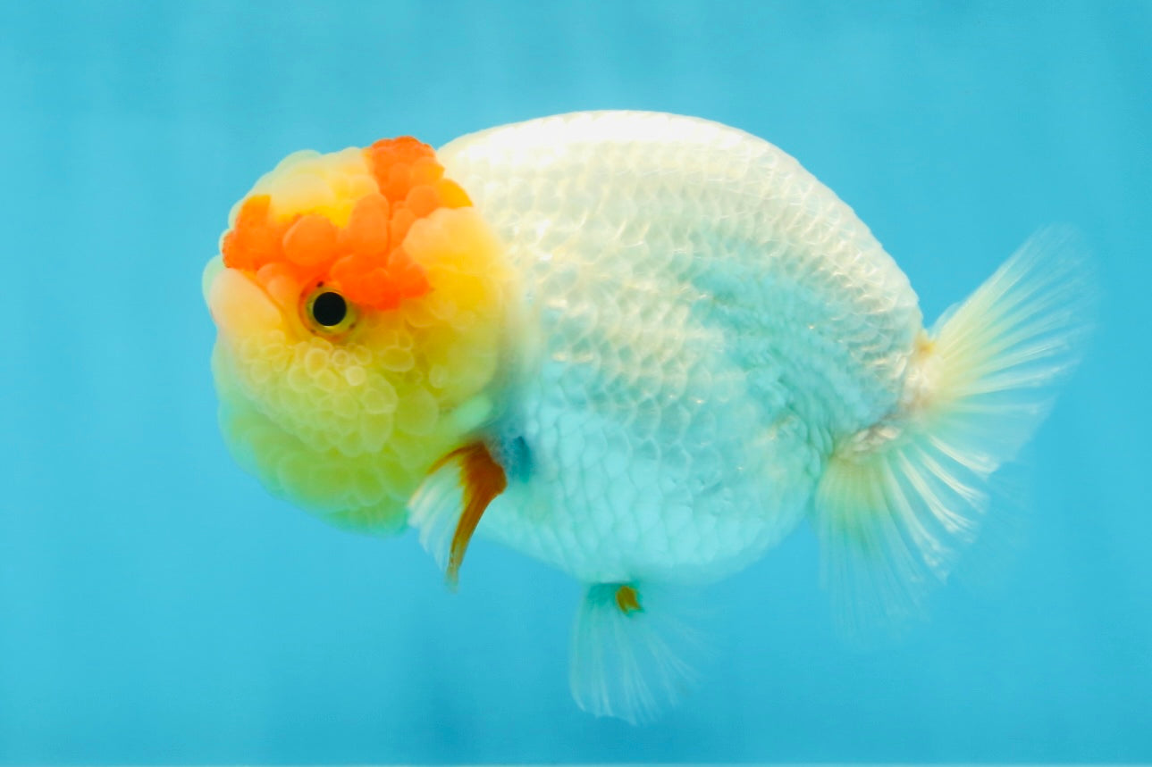 UNIQUE A Grade Red White LionQueen 4.5 inches #050225LC_18