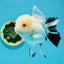 Panda Oranda Female 5 inches #120624OR_12