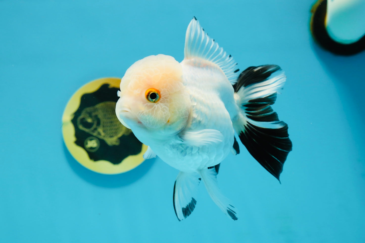 Panda Oranda Female 5 inches #120624OR_12