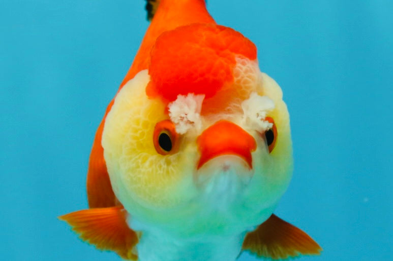 A Grade Pompom Tricolor Yuanbao Female 4-4.5 inches #050925YB_27