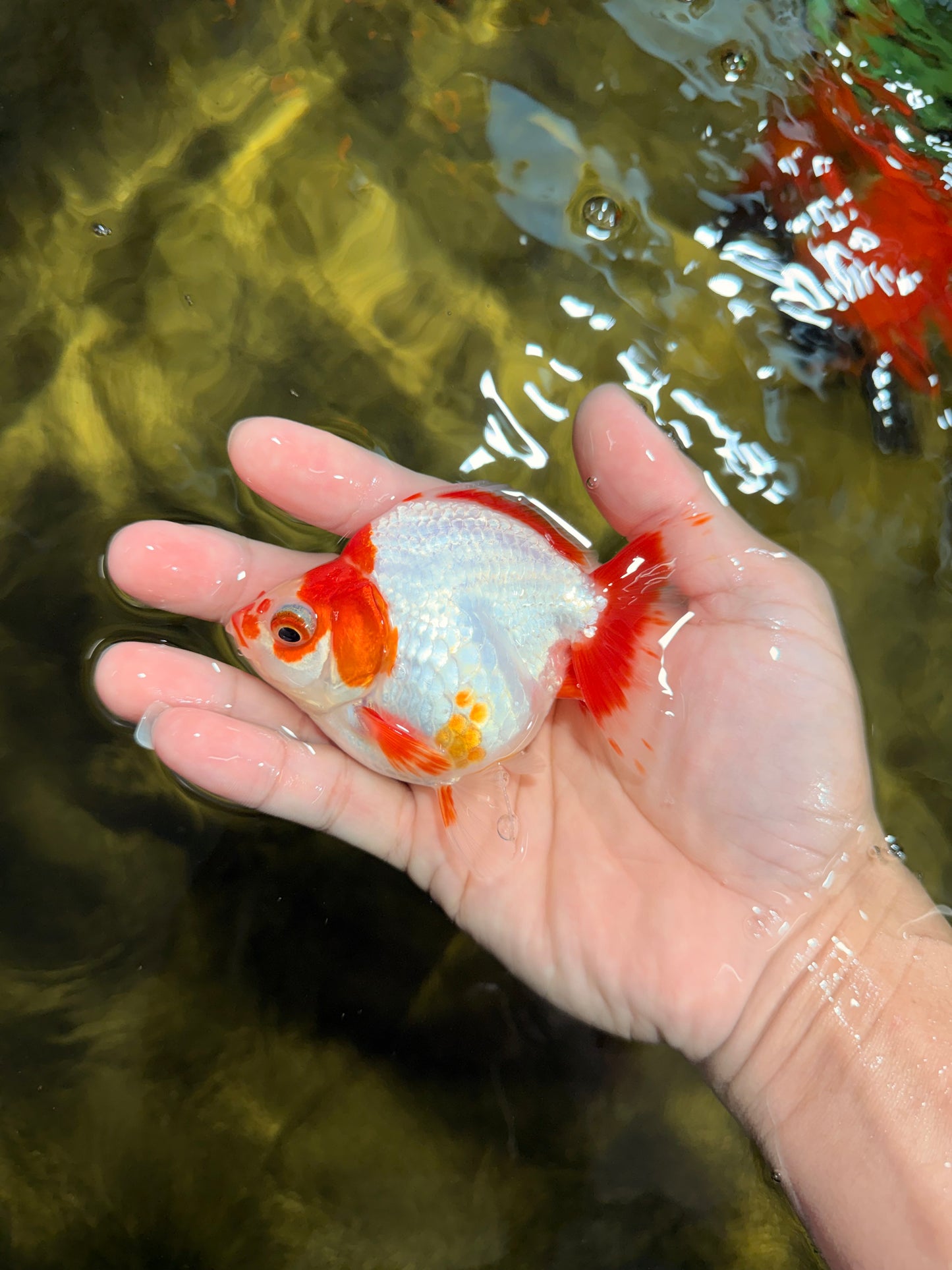 A Grade Red White Ryukin Female 3.5-4 inches #111425RK_04