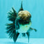 AAA Grade Kirin Jade Head Oranda Male 6 inches #070626OR_20